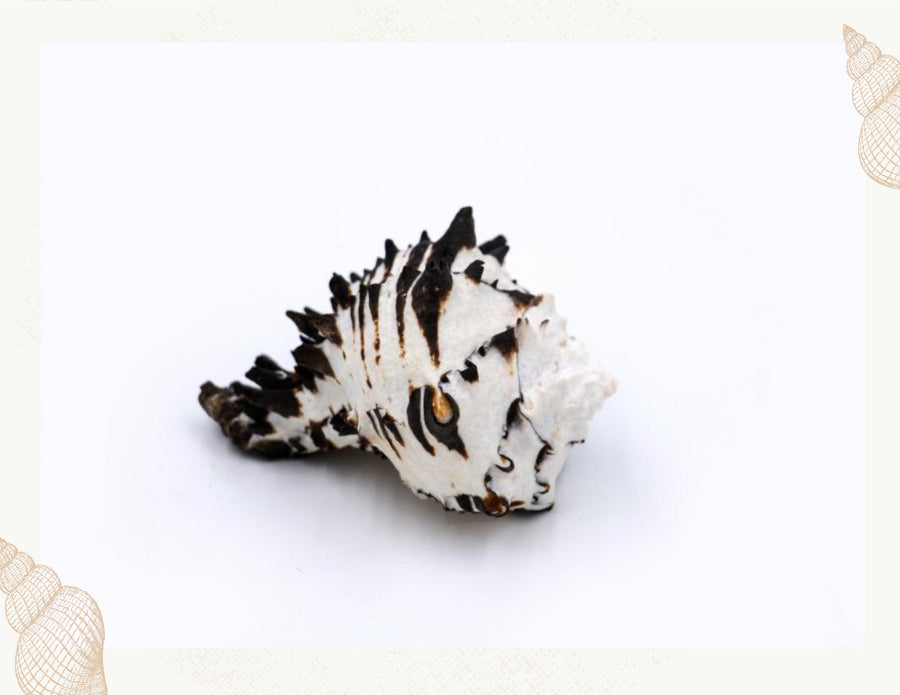 shop black and white seashells